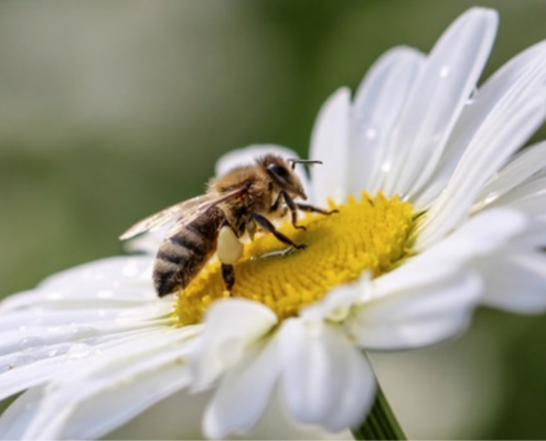 Quanti fiori devono visitare le api per produrre 1 kg di miele?